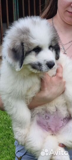 Щенки перинейской горной собаки