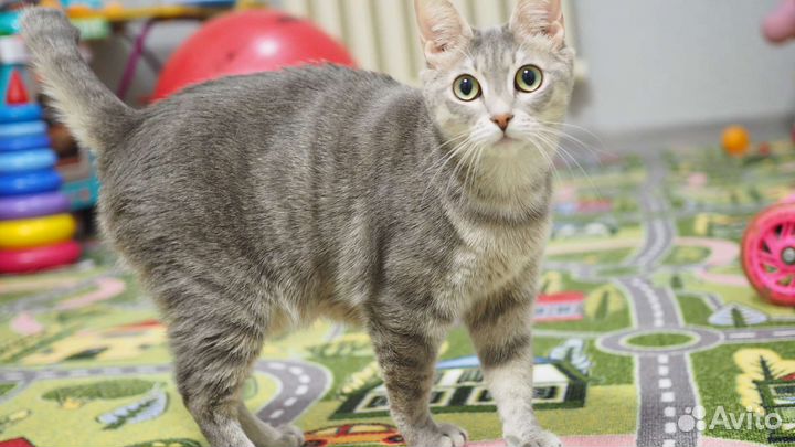 Кошка в дар(американский боб )