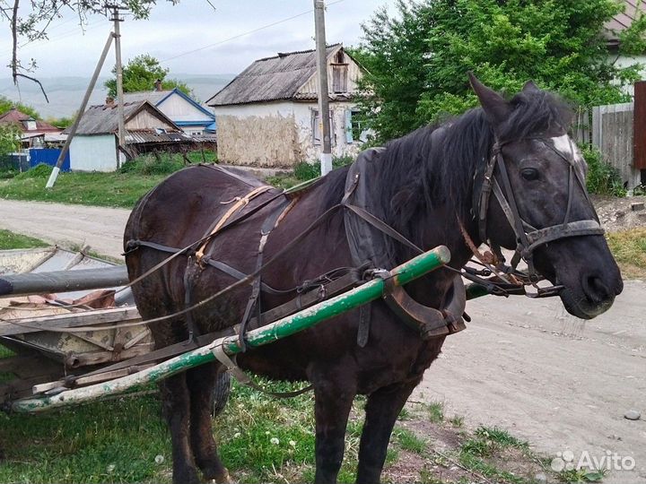 Продам лошадь