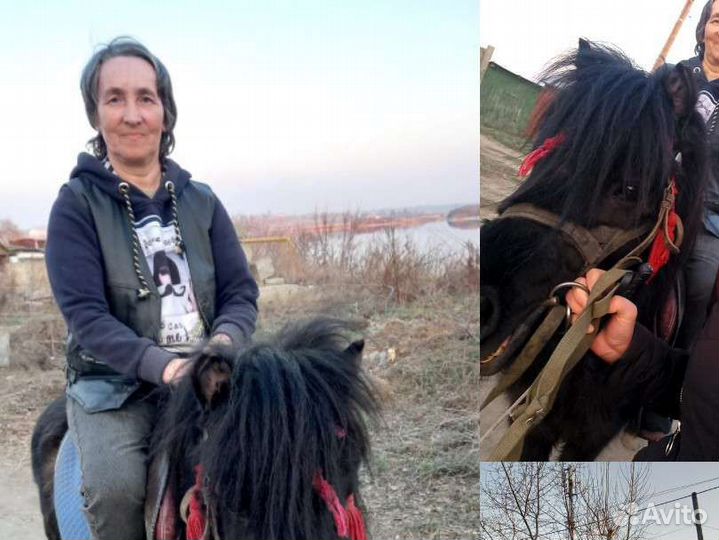 Жеребец пони обмен