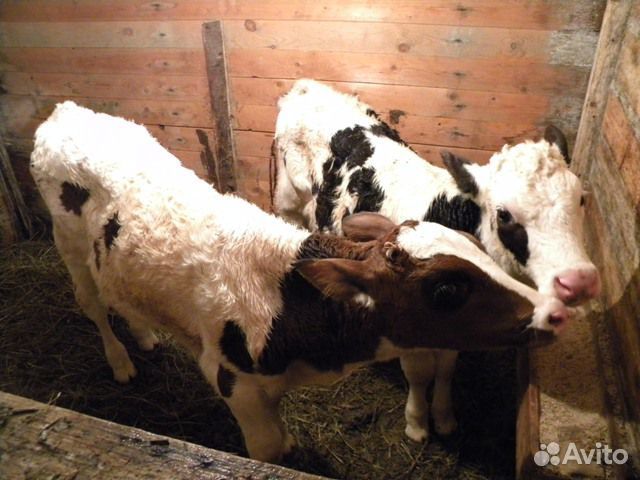 Телята,бычки