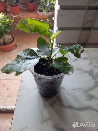 Сортовые гибискусы