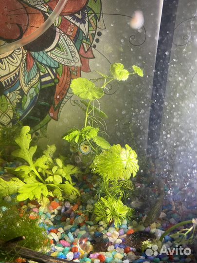 Аквариумное растение