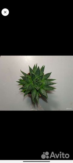 Суккуленты