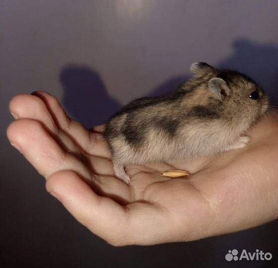 Хомяки джункарские