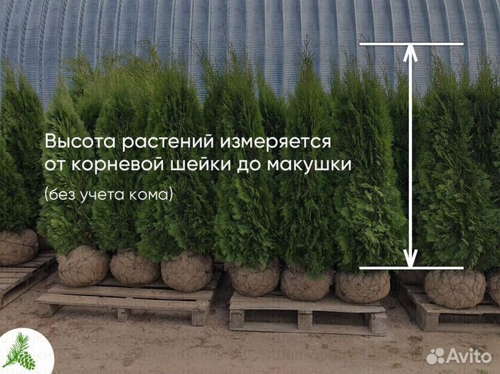 Туя Смарагд 150см для посадки летом