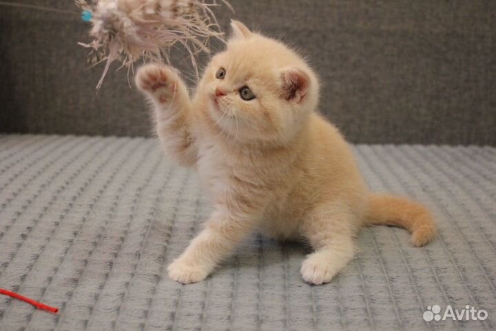 Шотландский кот