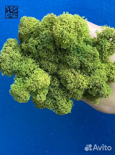 Мох для дизайна Лаймовый