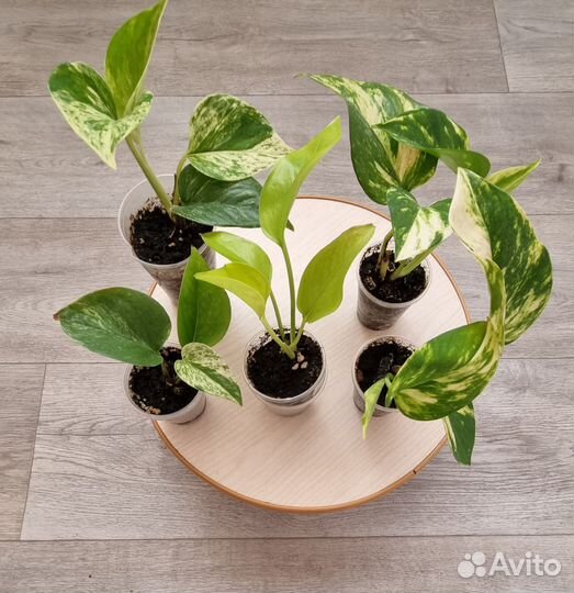 Сциндапсусы