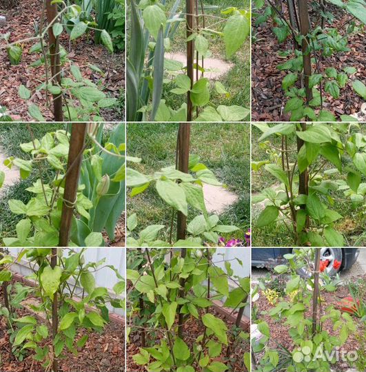 Клематис крупноцветковый