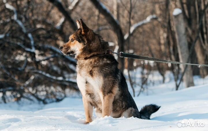 Собака Барт в добрые руки