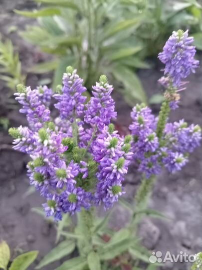 Вероника, ромашка