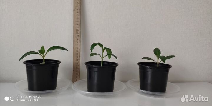 Калонхое (Дегремона)