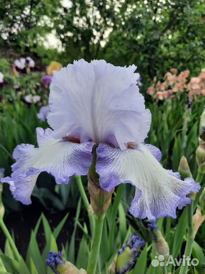 Ирисы бородатые сортовые