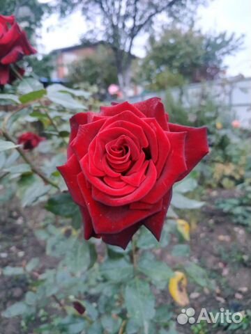 Роза Глория Дей, Темно алая роза