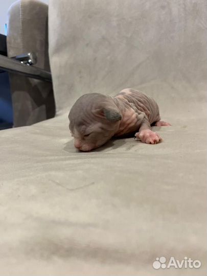 Канадский сфинкс