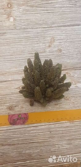 Декорации для аквариума