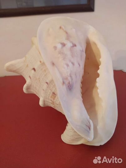 Морские ракушки