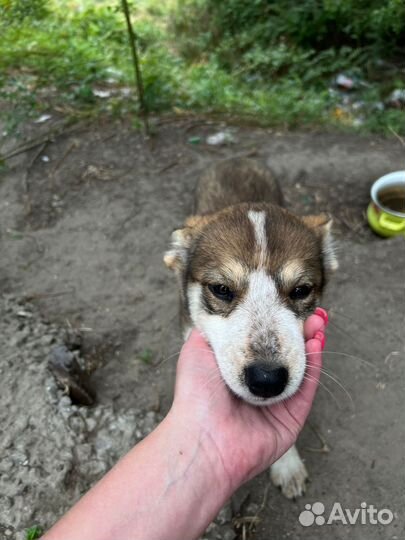 Отдам даром щенка