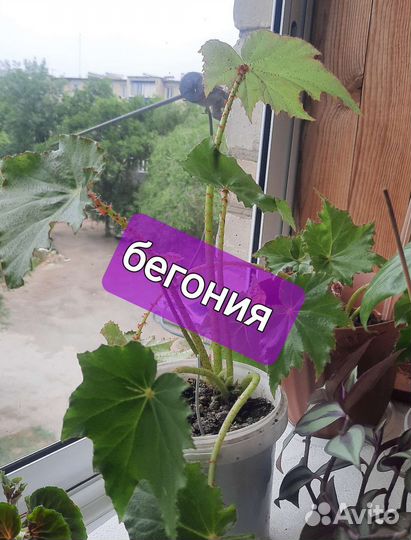 Комнатные цветы