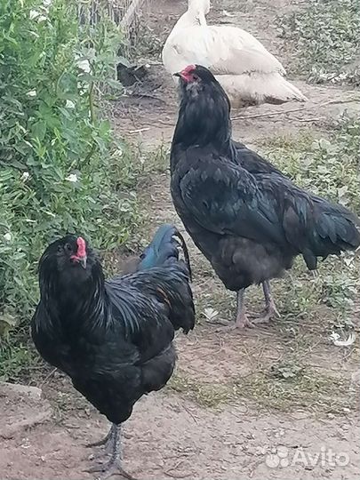 Амераукана петухи