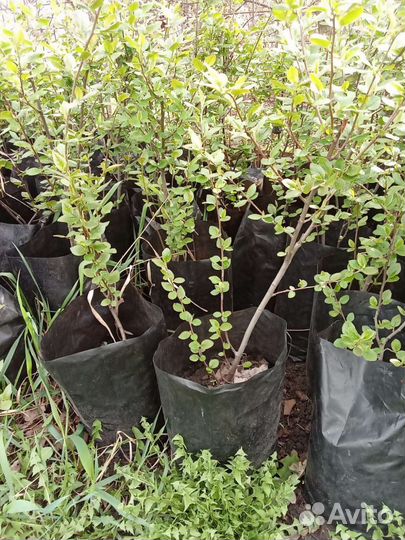 Кизильник блестящий зкс 50-70 см