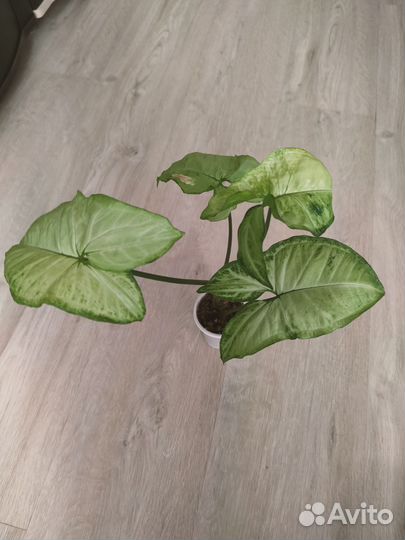 Филодендрон