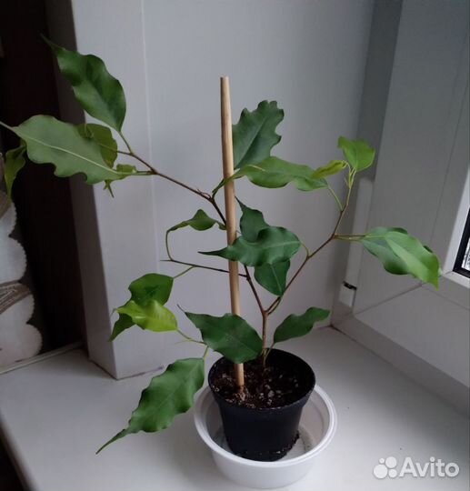 Фикус Голден Моник