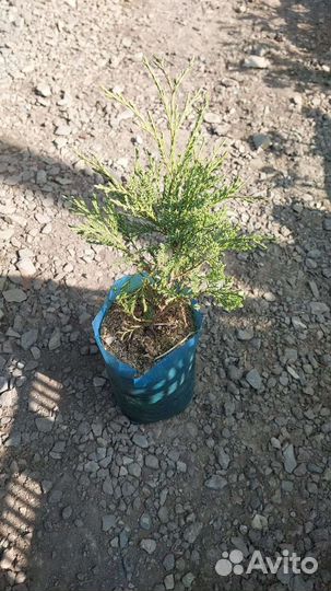 Можжевельник казацкий, сибирский, голубой