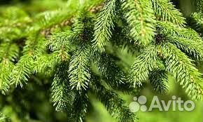 Ель Европейская от 1м до 2,5 м в горшке зкс