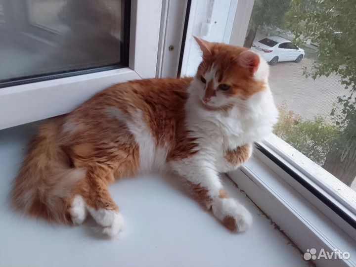 Кошечка в добрые руки