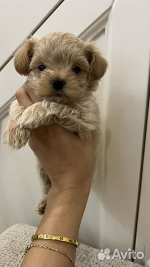 Мальтипу f1 mini