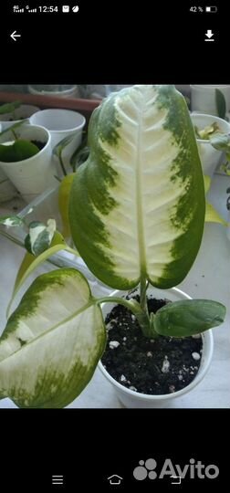 Комнатные растения