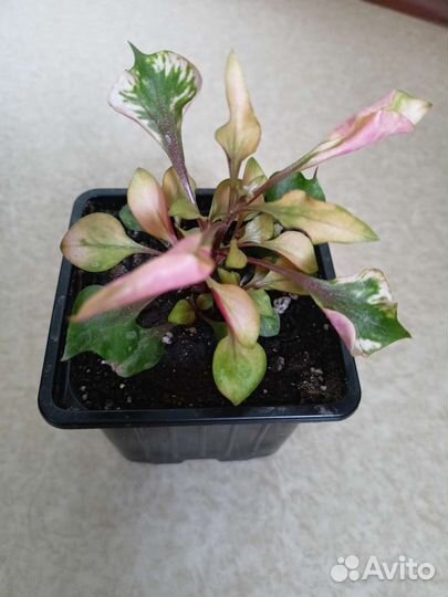 Альтернатера