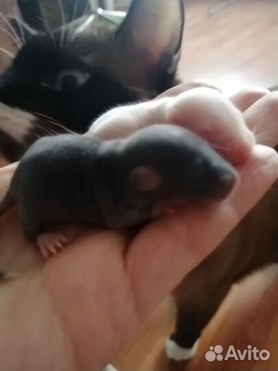 Отдам в добрые руки