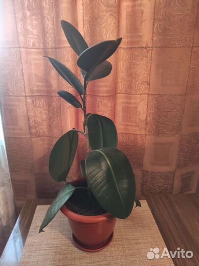 Фикус каучуконосный Робуста