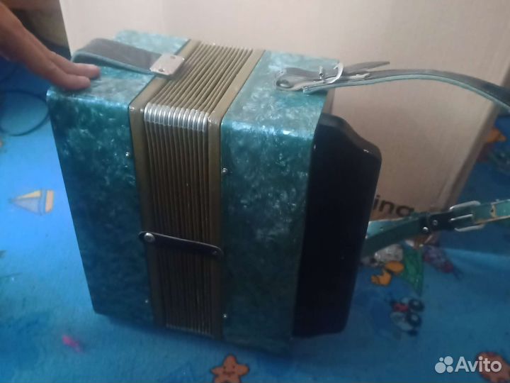 Баян вологодский