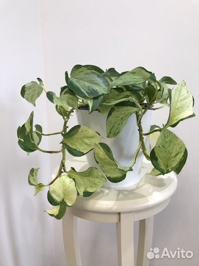 Сциндапсус Marble Apple, Marble Queen