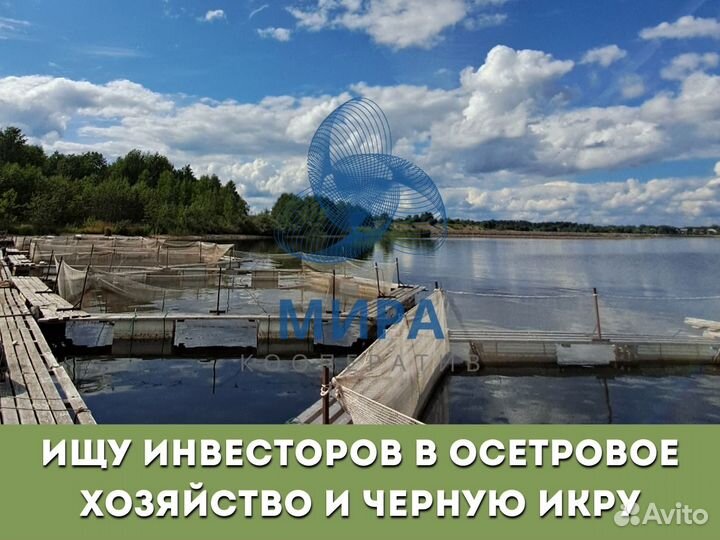 Инвестиции в производство икры и осетровую ферму