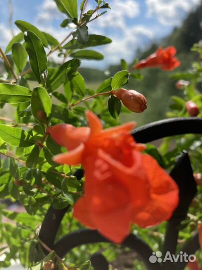 Цветущие комнатные гранаты