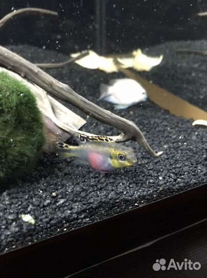 Аквариумные рыбы попугай