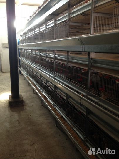 Клеточная батарея кб-1600Мдля бройлеров, несушек