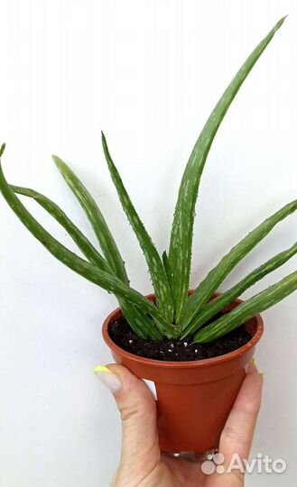 Алоэ Вера и Древовидное лечебное