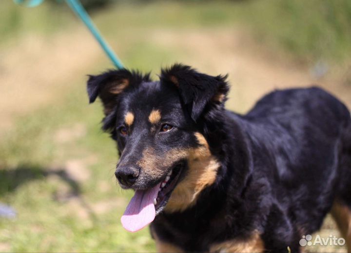 Собака в добрые руки