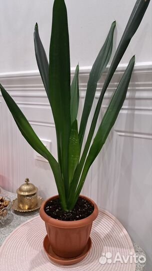 Сансевиерия Блэк футура (Блэк робуста)