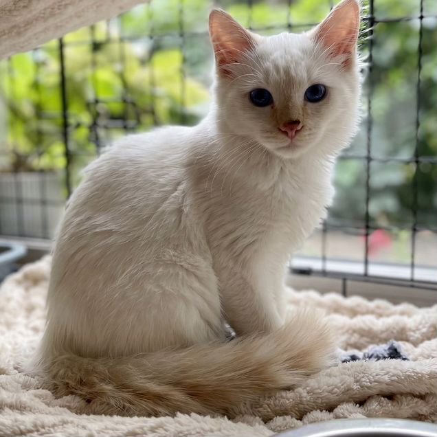 Котёнок в добрые руки