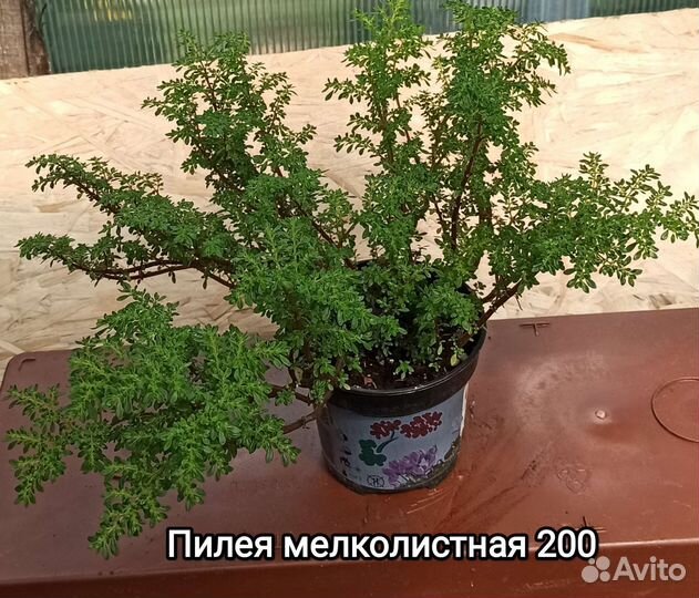 Суккуленты и не только
