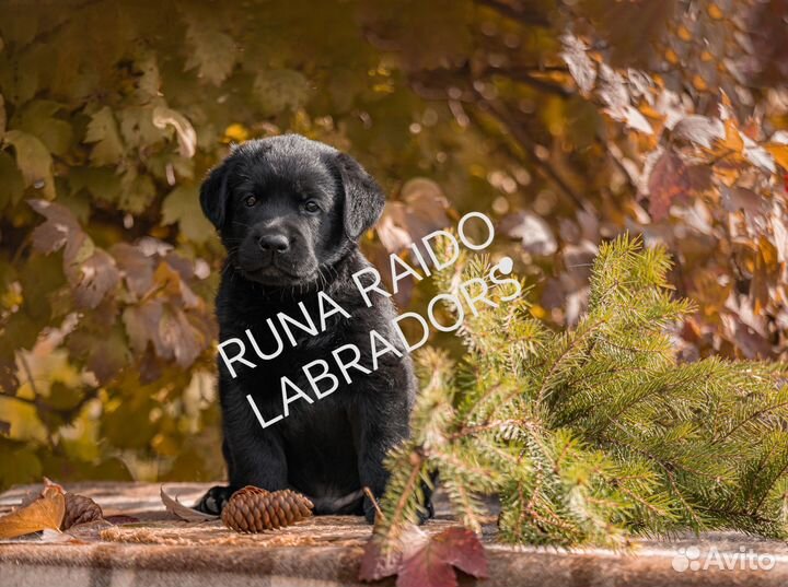 Щенки лабрадора