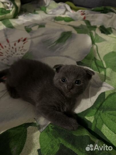 Британские котята