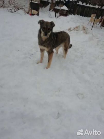 Собака стерилизованная